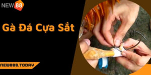 Gà đá cựa sắt cần phải được huấn luyện từ nhỏ